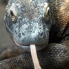 komododragon Image