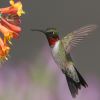 HummingBird Image