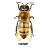 Drone Image