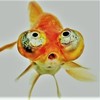 Sjit-Siv's Avatar